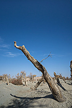 胡杨,枯树,屹立,不倒,沙漠