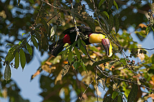 巨嘴鸟,哥斯达黎加,中美洲