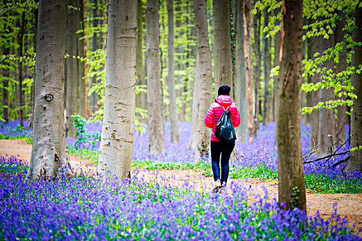 山毛榉,树林,比利时,满,蓝色,花
