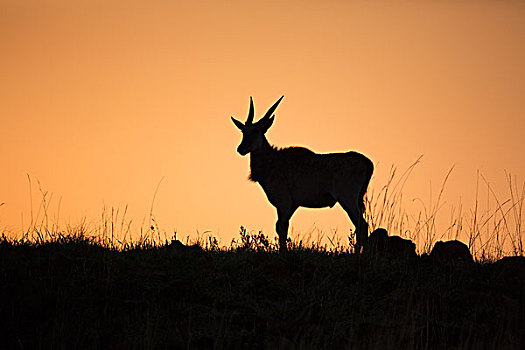 大羚羊,雄性动物,自然保护区,南非