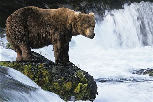棕熊,三文鱼,布鲁克斯河,卡特麦国家公园,阿拉斯加,美国