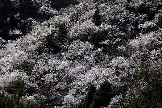 山花烂漫,怀柔黄花城