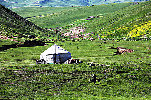 新疆伊犁草原风光