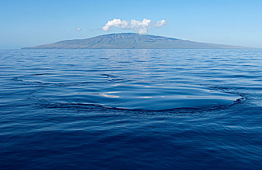 驼背鲸,大翅鲸属,鲸鱼,酒窝,表面,左边,毛伊岛,夏威夷