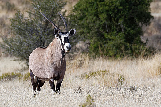 南非大羚羊,成年,站立,草地,警惕,斑马山国家公园,东开普省,南非,非洲