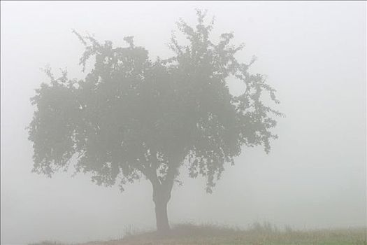 果树,早晨,雾