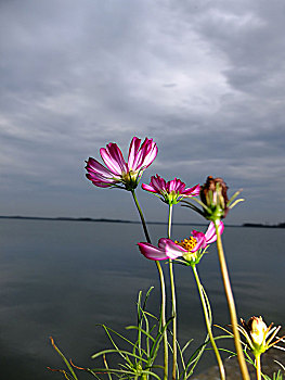 淀山湖的格桑花