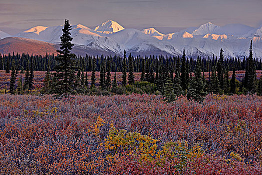北美,美国,阿拉斯加,德纳里峰国家公园,阿拉斯加山脉,苔原,蓝莓,灌木