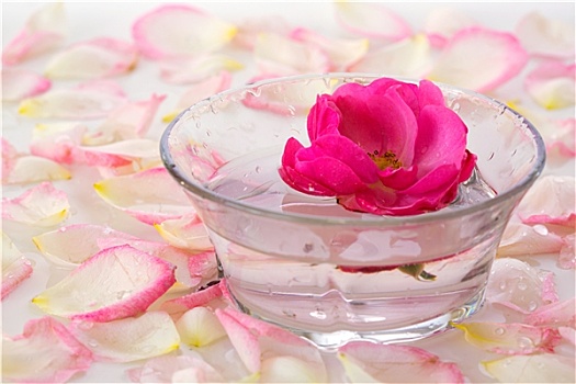 粉红玫瑰,器具,水,白色,花瓣