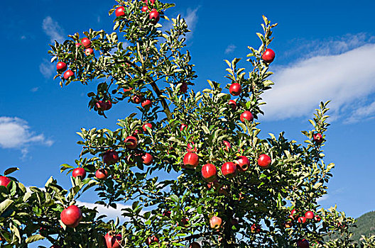 红色,苹果,悬挂,树,苹果园,特兰迪诺,南蒂罗尔,意大利,欧洲