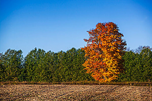 树,秋色,边缘,地点,安大略省,加拿大