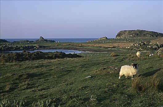 绵羊,伊斯雷岛,岛屿,苏格兰