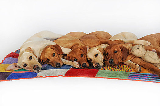 拉布拉多犬,黄色,雄性,雌性,卧,并排,彩色,毯子,奥地利,欧洲
