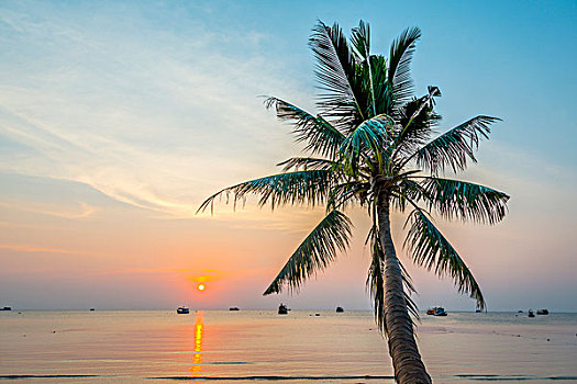 棕榈树,日落,海洋,海湾,泰国,龟岛,岛屿,亚洲
