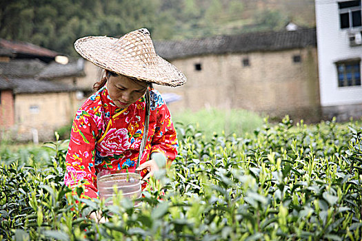 松阳茶场