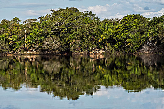河,风景,密集,植被,里奥内格罗,潘塔纳尔,南马托格罗索州,巴西,南美