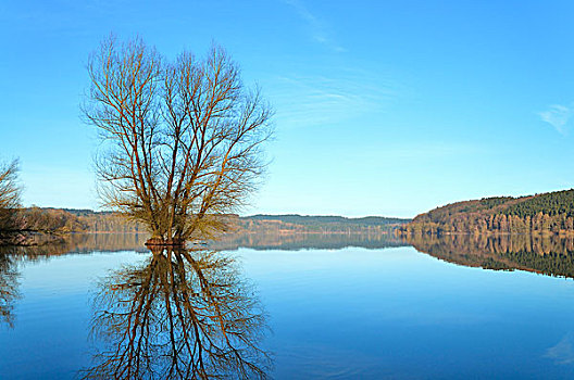 柳树,树,中间,湖,反射,北莱茵威斯特伐利亚,德国,欧洲