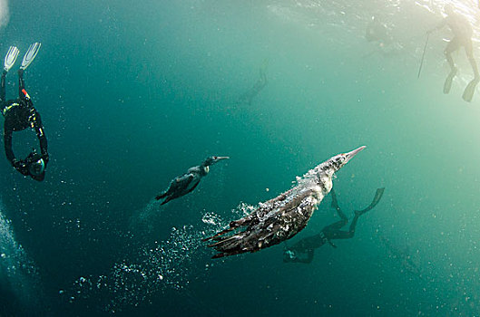 南非鲣鸟,水下,水下呼吸管,沙丁鱼,东开普省,南非