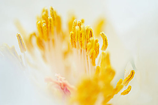 特写,白色,花,黄色,雄蕊