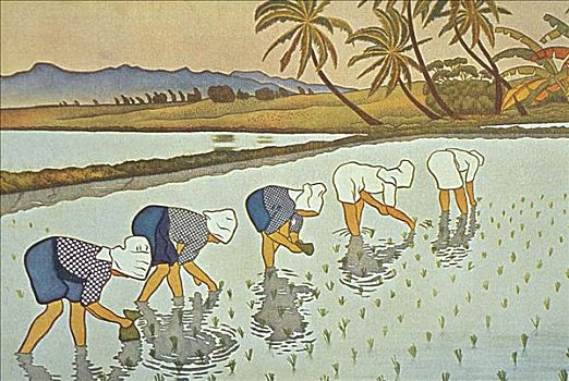 夏威夷,艺术,插画,女人,种植,稻米,茂密,地点