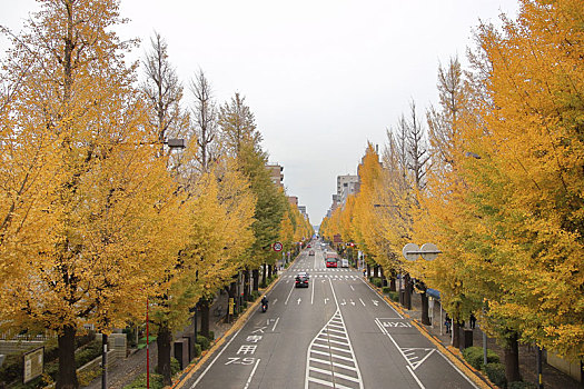 户外,明治神宫,东京,日本