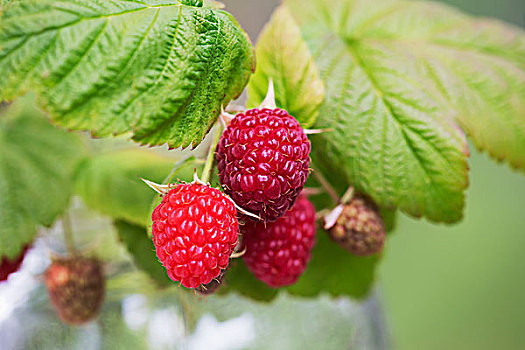 新鲜,树莓,阿拉斯加,美国