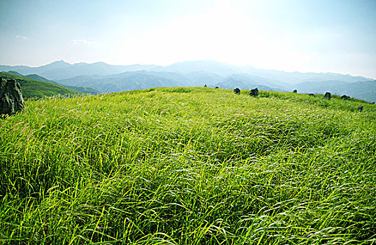 万亩大草原