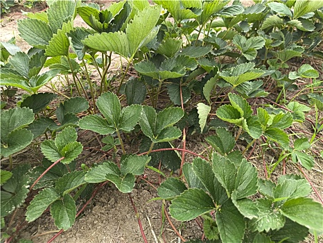 草莓苗,大田草莓