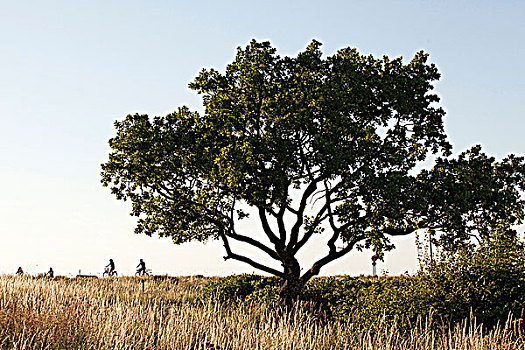大树,骑自行车,背景