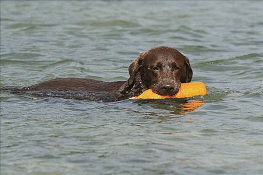 褐色,拉布拉多,狗,猎犬,游泳