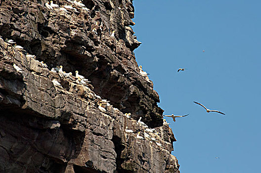 苏格兰,设得兰群岛,自然,自然保护区,鸟,悬崖,塘鹅,野生,憨鲣鸟