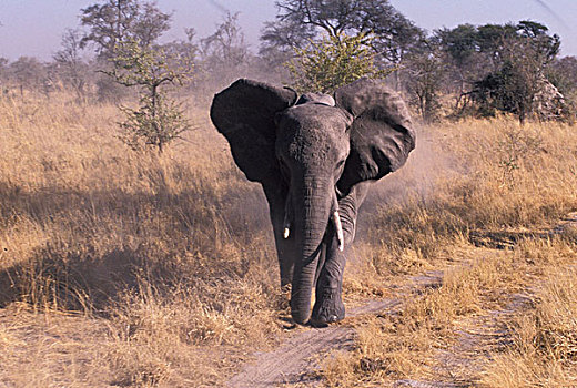非洲,博茨瓦纳,奥卡万戈三角洲,大象