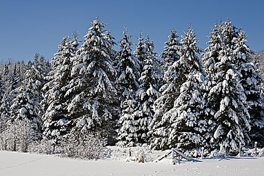 积雪,树,树林,东方镇,南,魁北克,加拿大,北美