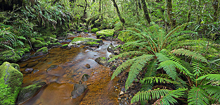 木头,蕨类,苔藓,溪流,峡湾国家公园,南部地区,南岛,新西兰