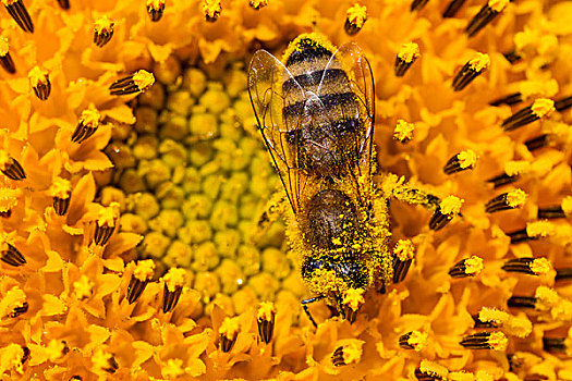 西部,蜜蜂,意大利蜂,向日葵,卡塞尔,黑森州,德国,欧洲