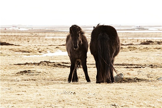 年轻,冰岛,小马,草地