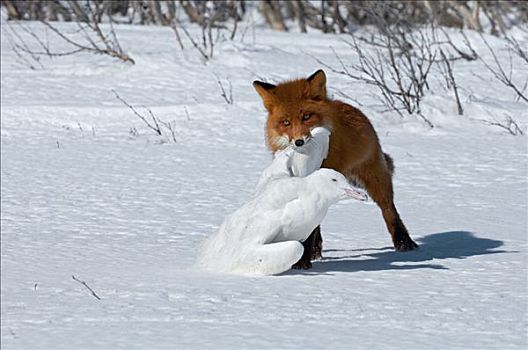 红狐,狐属,冰冻,海鸟,堪察加半岛,俄罗斯