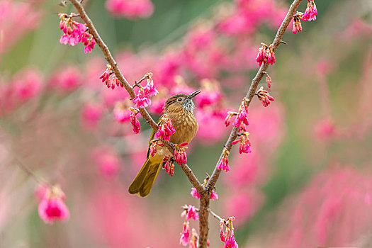 一只栗背短脚鹎鸟站立在树枝上吸食樱花花蜜