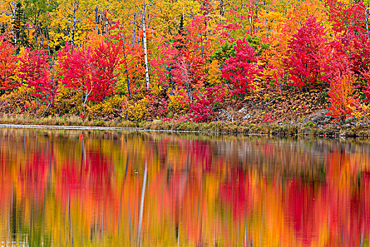 秋天,反射,湖,安大略省,加拿大