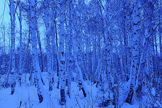 蓝色调的雪景白桦林