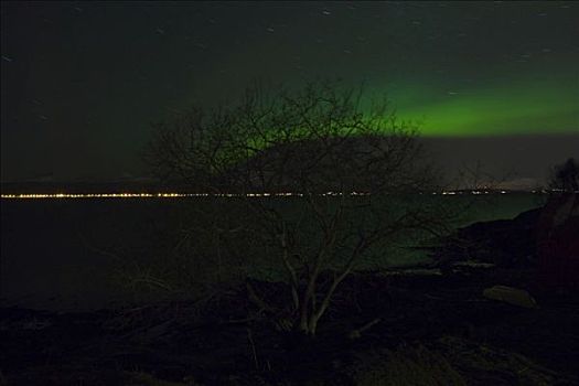 秃树,北极光,极地,夜晚,冬天,特罗姆瑟,挪威,斯堪的纳维亚