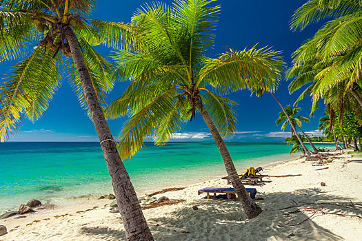 热带沙滩,椰树,树,清晰,泻湖,斐济群岛