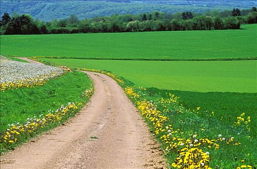 法国,勃艮第,春景,小路