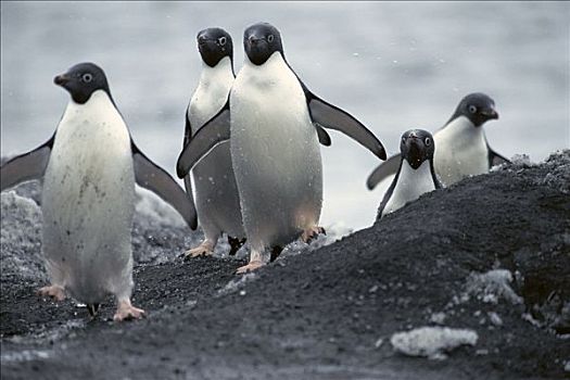 阿德利企鹅,群,栖息地,鸟窝,鸟,南极