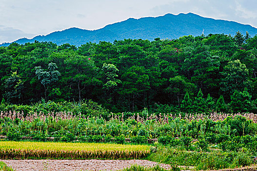 田园风光