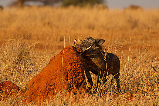 头像,疣猪,塔兰吉雷国家公园,坦桑尼亚,非洲