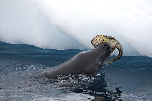 海豹,冰,鳕鱼,嘴,南极