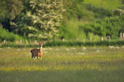 长耳鹿,骡鹿,站立,地点,半岛,维多利亚,不列颠哥伦比亚省,加拿大