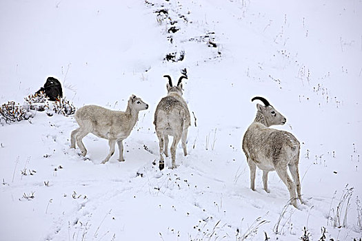 北美,美国,阿拉斯加,布鲁克斯山,白大角羊