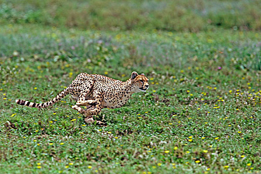 印度豹,猎豹,塞伦盖蒂平原,恩戈罗恩戈罗,保护区,坦桑尼亚